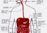消化系统不好怎么调理,打造健康肠胃生活”
